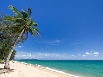 Showing green coconut trees and golden sand with blue sky in the background