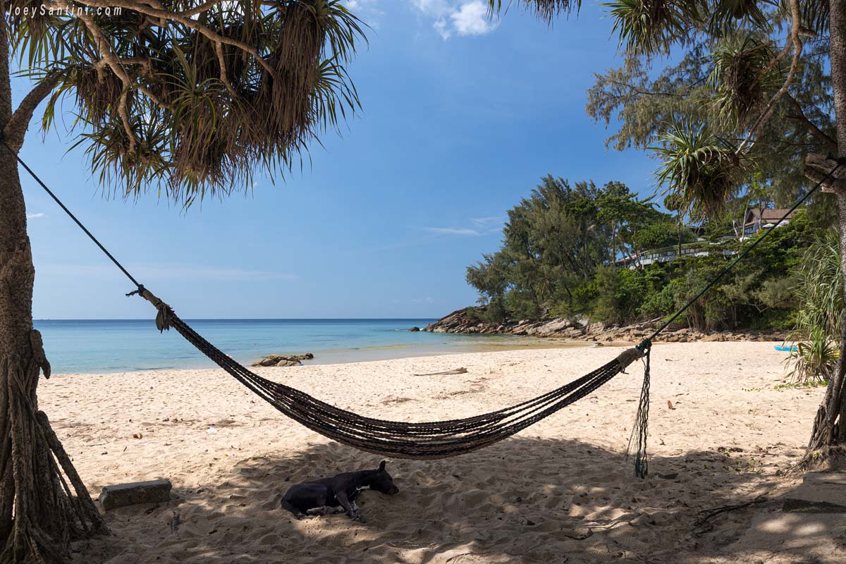 Showing a hammock and tress with blue sky in the background