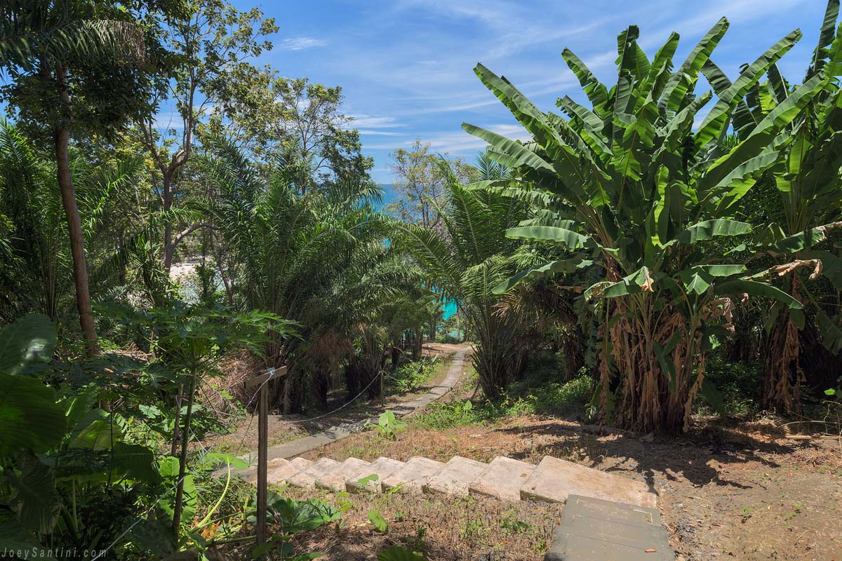 Concrete steps forming a steep walking path down through a dense tropical jungle surrounded by large palm and banana trees leading to Freedom Beach.