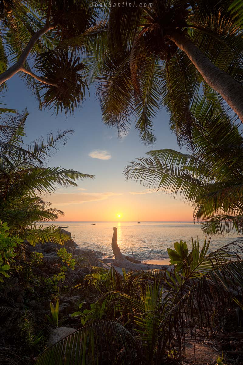 Golden sunset over the tropical sea at Freedom Beach seen through the fronds of coconut palm trees.