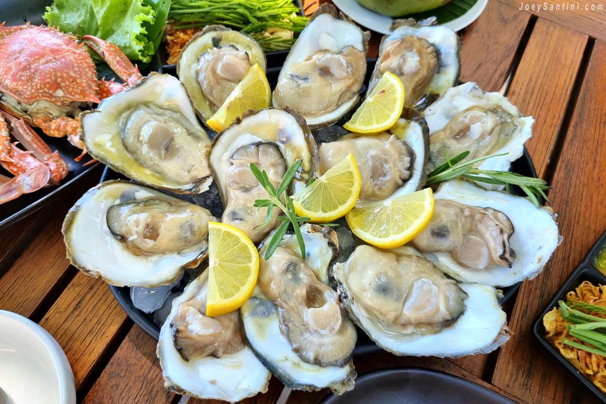 Shot of oysters with yellow lemon