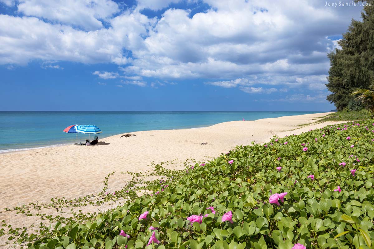Shot of the green plants and white sand of Mai Khao beach with blue sky in the background