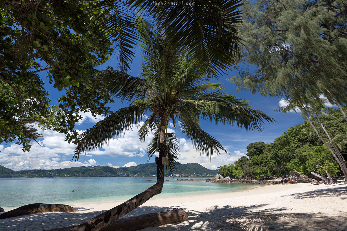 Shot of the palm tree with white sand of Paradise beach