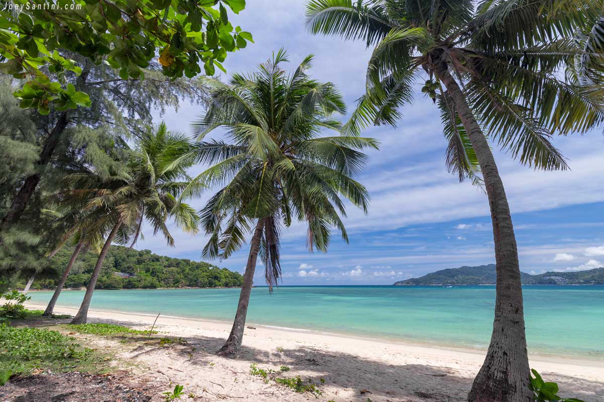 Shot of palm trees on Tri Trang beach