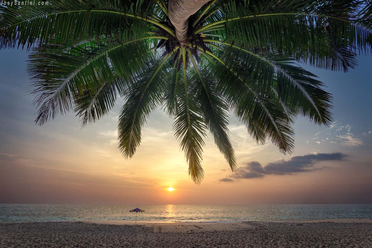 Showing a green palm tree and a orange sunset in the background