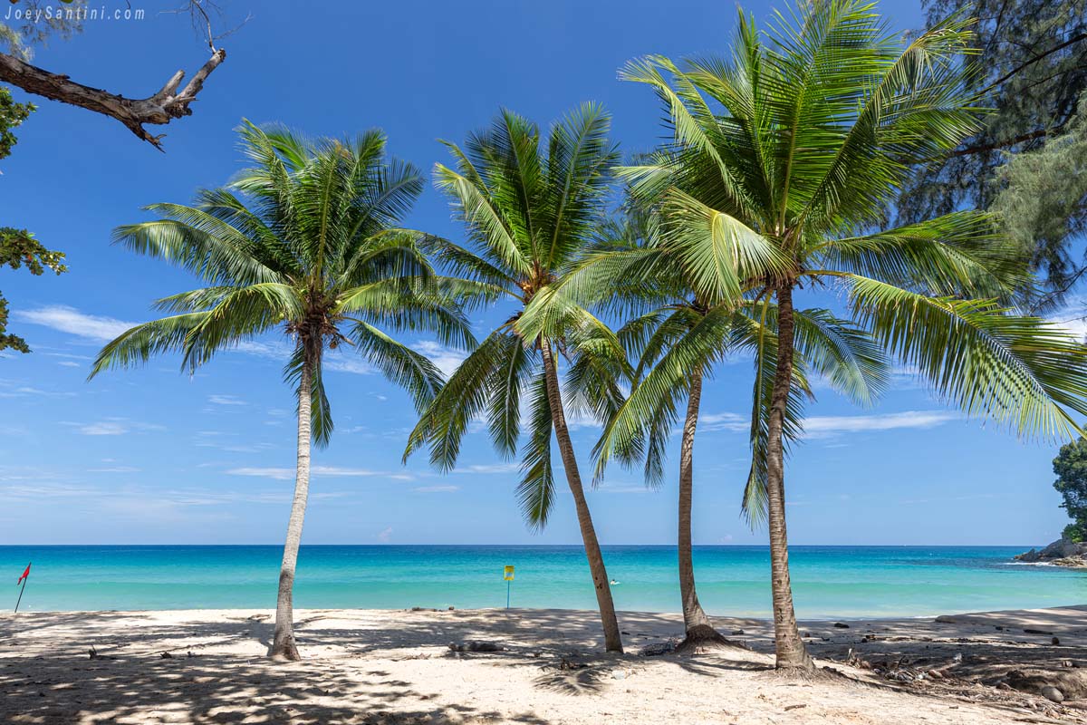 Sunlit palm trees framing a view of the calm turquoise Andaman Sea at Surin Beach on a bright day.