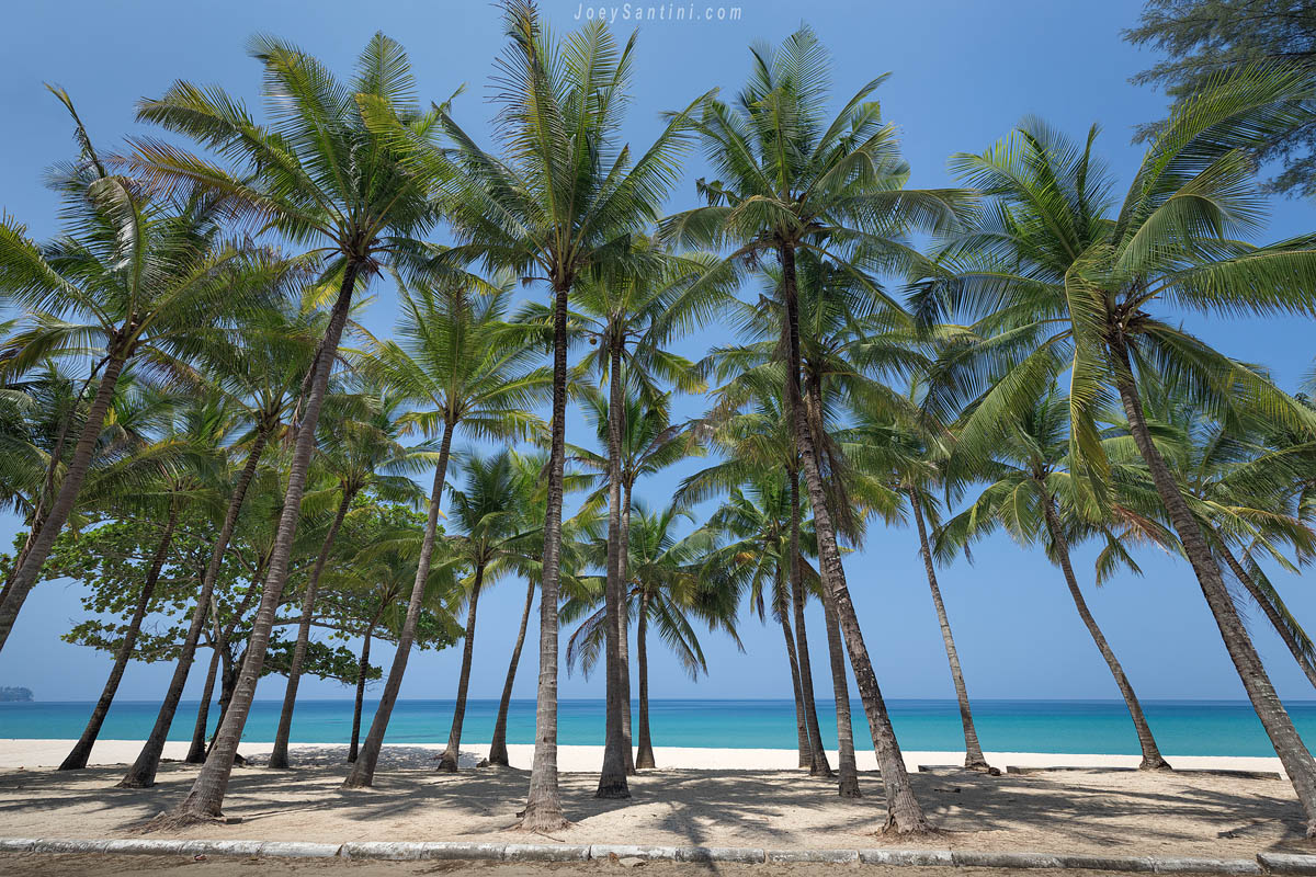 A row of tall coconut palm trees lining the white sand beach against a clear blue sky at Surin Beach.