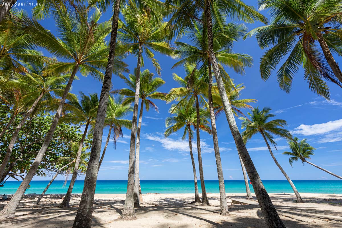 Green coconut trees and turquoise seas and blue sky in the background