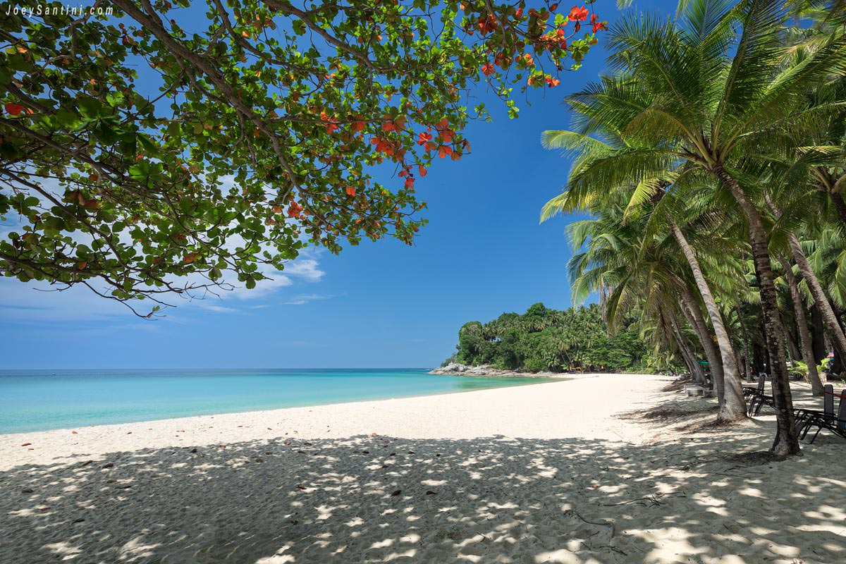 Showing green trees on the beach and white sand and blue sky in the background