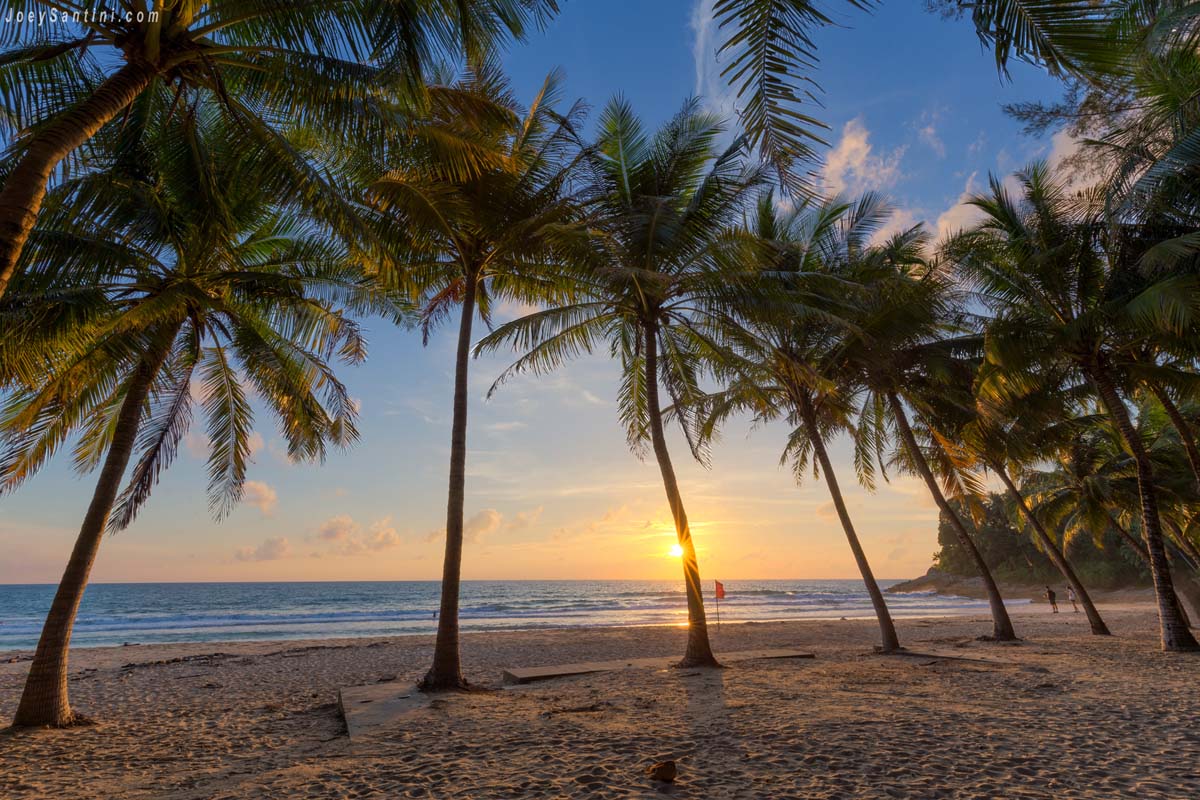 A vibrant golden sunset shining through a row of tall coconut palms on the sandy shore of Surin Beach