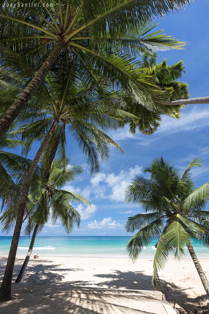 Close-up perspective looking up through green palm fronds towards the blue sky and turquoise ocean at Surin Beach.